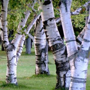 des grands arbres